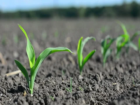 Weeds make their way through the earth near the corn in early spring Stock Footage 89662656