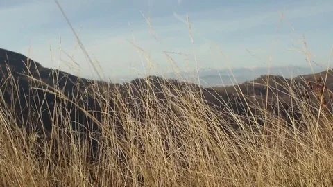 Weeds Moving Wind Mountain Peaks Horizon Blue Sky Stock-Footage 71651768