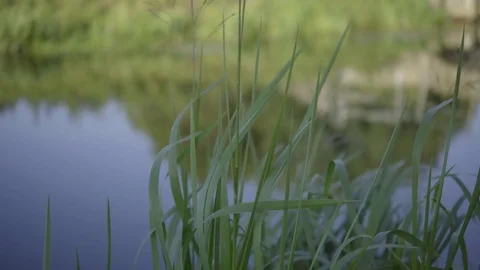 Weeds Near River (4k) Video stock 78073045
