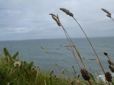 Weeds with ocean background Stockfoto's
