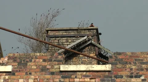 Weeds on old factory wall blowing wind urban decay Stock Footage 47235984