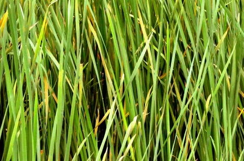 In the weeds Fotos Stock