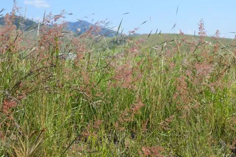 In the weeds Stock Photos