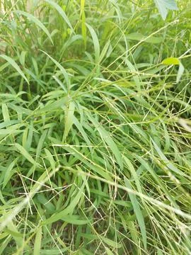 Weeds Stock Photos