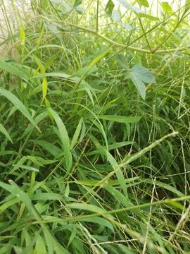 Weeds Stock Photos