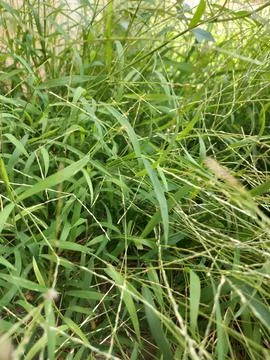 Weeds Stock Photos