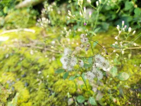 Weeds Stock Photos