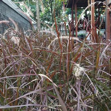 Weeds Stock Photos