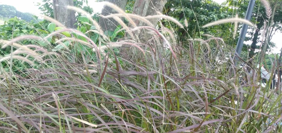 Weeds Stock Photos
