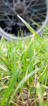 Weeds Stock Photos