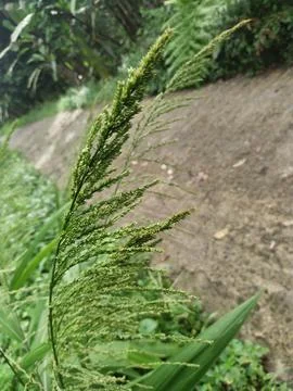 Weeds Stock Photos