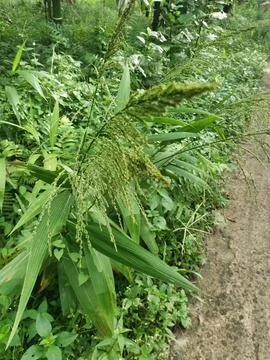 Weeds Stock Photos