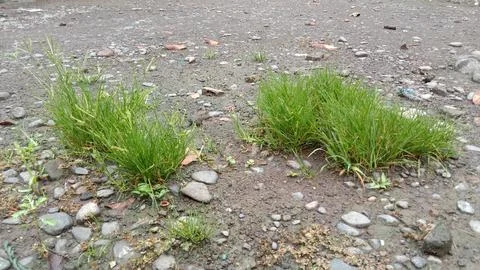 Weeds Stock Photos