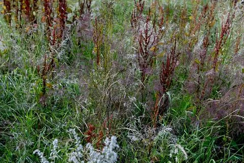 Weeds Foto stock