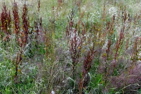 Weeds Foto stock