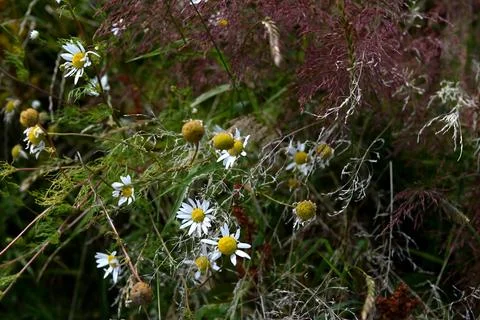 Weeds Foto stock