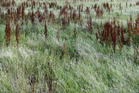 Weeds 库存照片