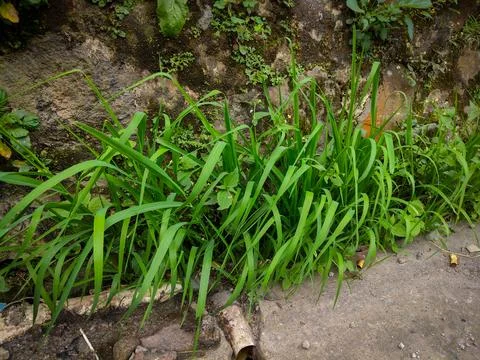 Weeds Photos