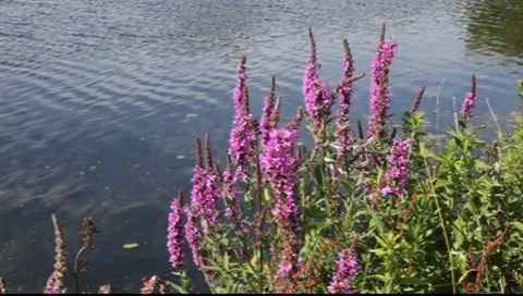 Weeds by a river. Stock-Footage 7744320