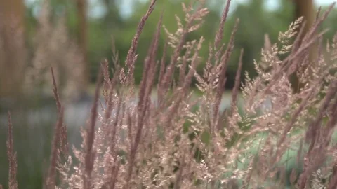 Weeds Shallow Depth of Field Stock Footage 87094560