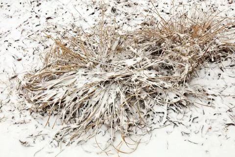 Weeds in the snow Stock Photos