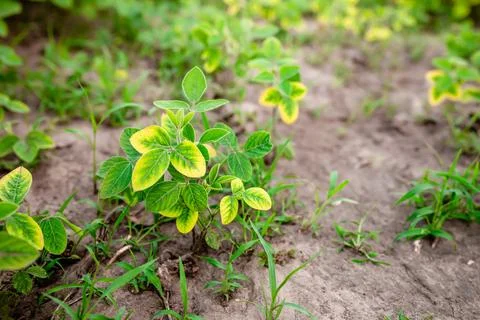 Weeds in the soybean field. Problems with growing soybeans. Yellow leaves of Foto stock