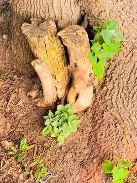 Weeds sprouting at the base of a tree Stock Photos