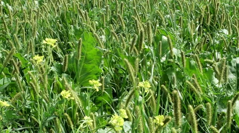 Weeds in sugar beet field 库存影片 62790314