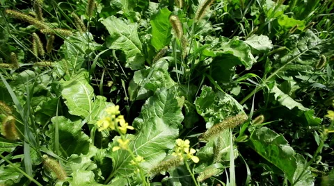 Weeds in sugar beet field Stock Footage 62790540