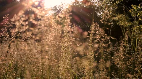 Weeds At Sundown Video stock 1911868