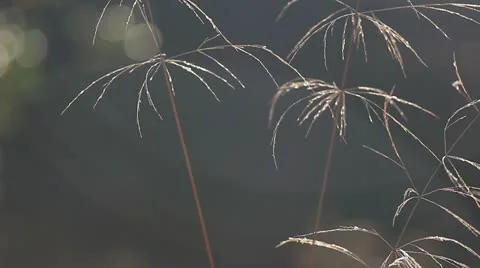 Weeds in sunlight Stock Footage 20489256