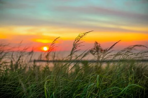 Weeds with the sunset in background Stock Photos