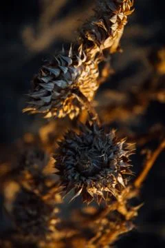 Weeds in Sunset Stock Photos