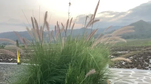 The weeds sway Stock Footage 306713859