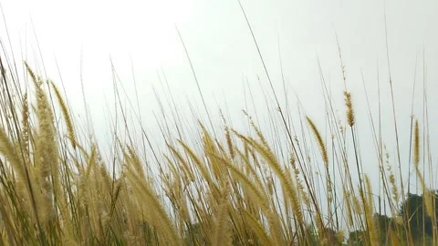 The weeds sway in the wind. Stock Footage 246846080