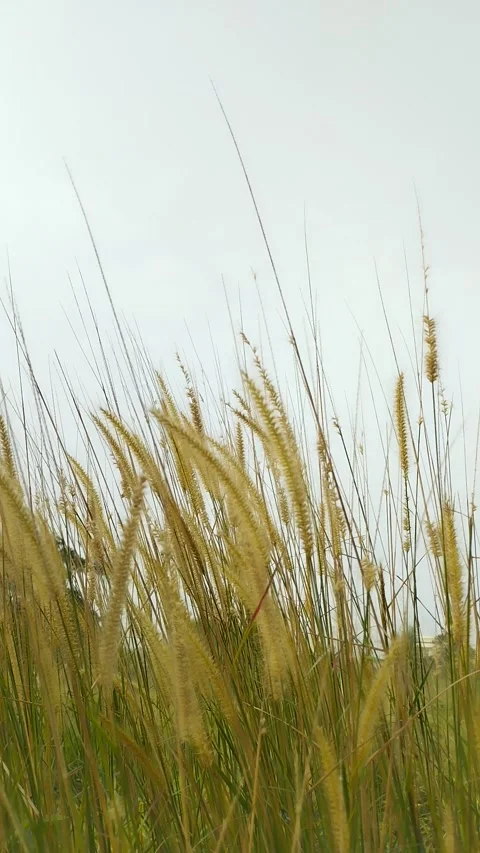 The weeds sway in the wind. Stock Footage 246846081