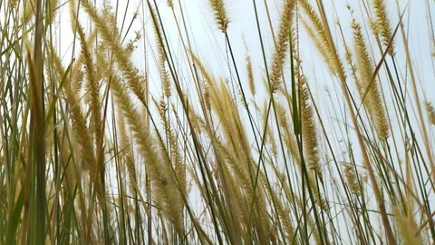 The weeds sway in the wind. Stock Footage 246846084