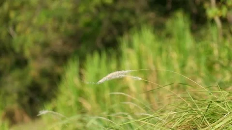 The weeds sway in the wind Stock Footage 280687110