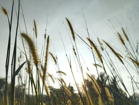 The weeds sway in the wind. Stock Photos