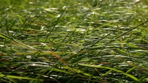 The weeds swayed irregularly in the wind Video stock 280687088