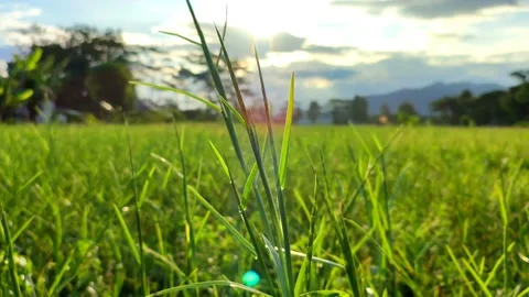 Weeds swaying in the rice fields Video stock 217668979
