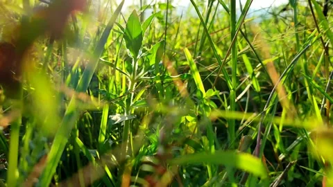 Weeds swaying in the rice fields Stock Footage 217669258
