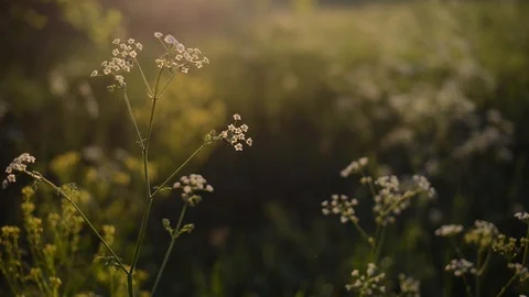 Weeds Swaying In The Wind Stock Footage 100686588