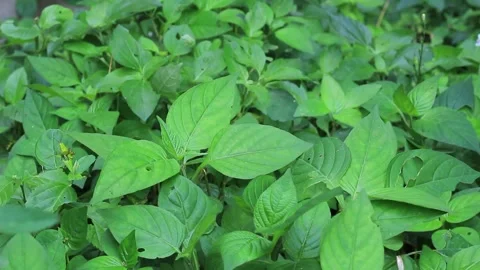 Weeds swaying in the wind Stock-Footage 197642653