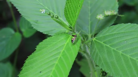 Weeds swaying in the wind Stock Footage 197642883
