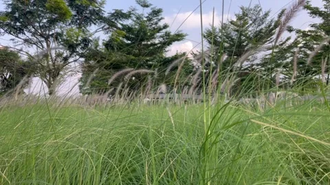 Weeds swaying in the wind Stock Footage 273293119