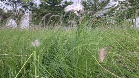 Weeds swaying in the wind Stock Footage 273293259
