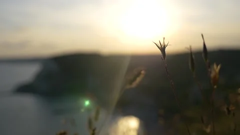 Weeds swaying in the wind at sunset close up shot Stock Footage 185995380