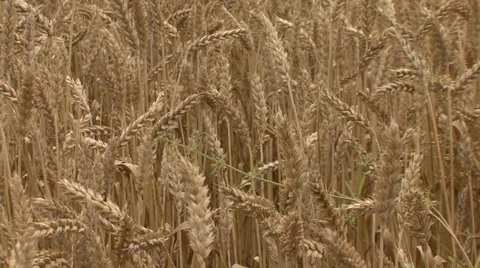 Weeds in swinging wheat Stock Footage 39659444