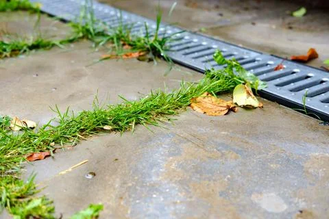 Weeds in the tiles next to the drain. Stock Photos